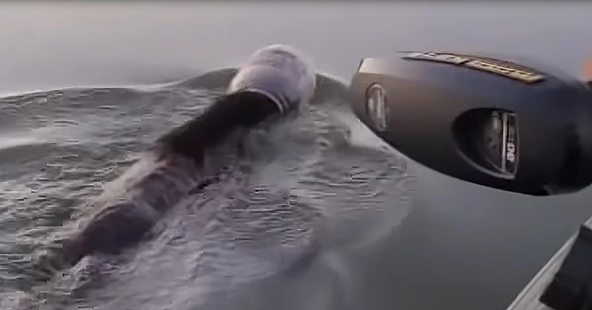 Boaters Save Struggling Young Bear With Jar on Her Head
