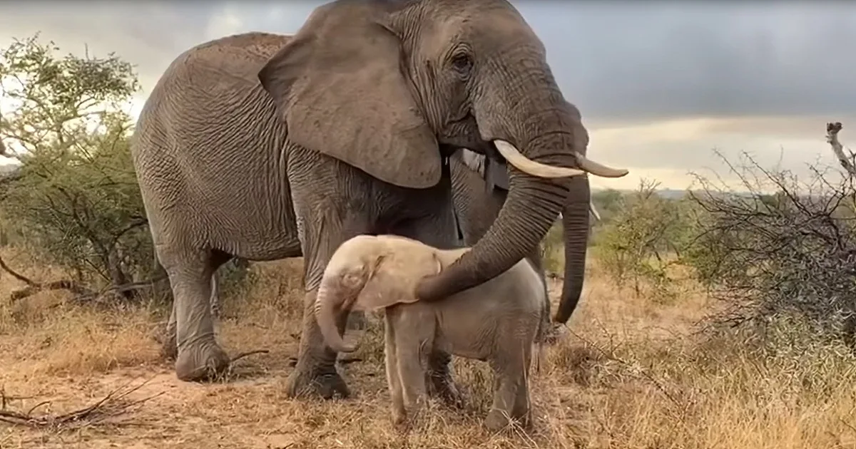 Orphaned Albino Elephant Takes First Walk With New Family