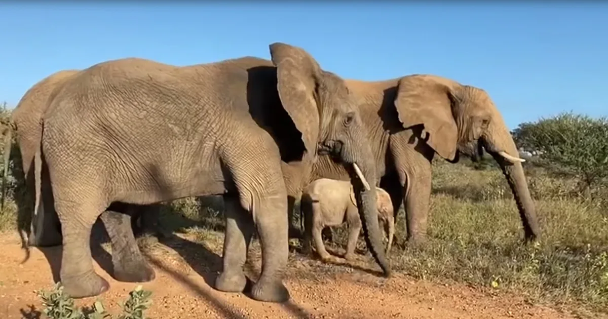 Adorable Elephant Enjoys Walking With Rescue Family