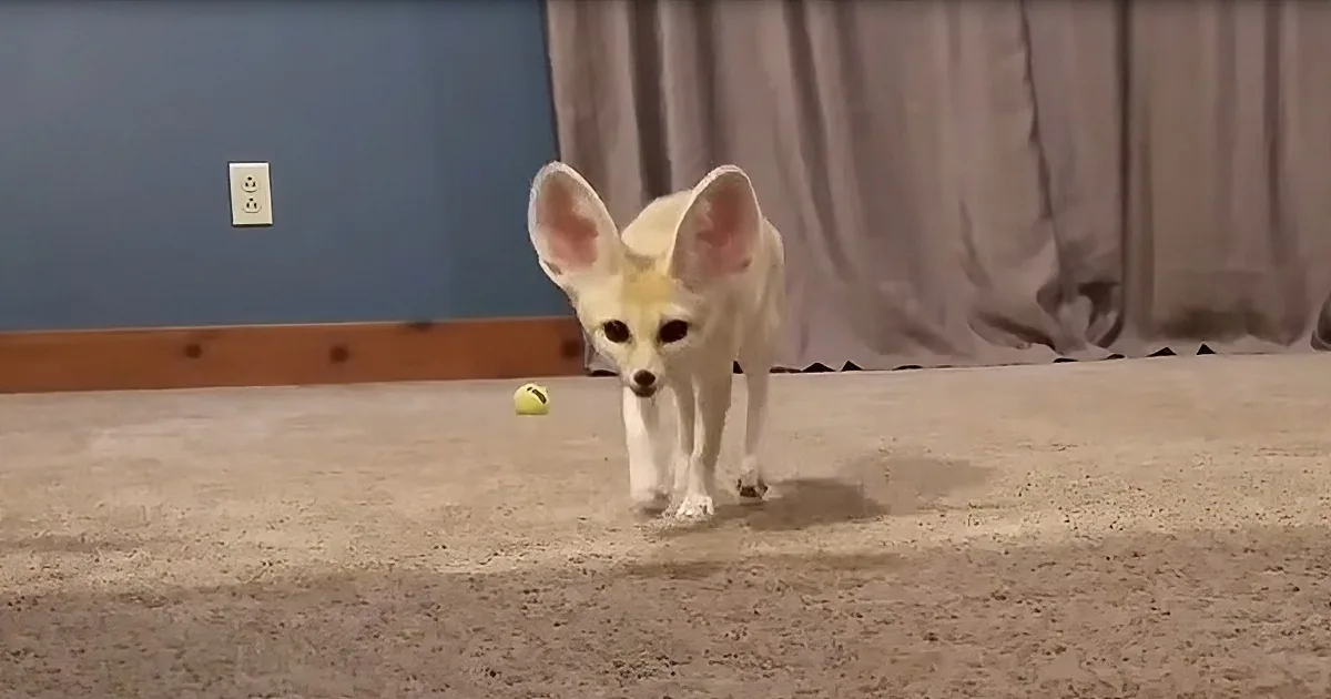A fennec fox with large ears walks towards a tennis ball on a carpeted floor.