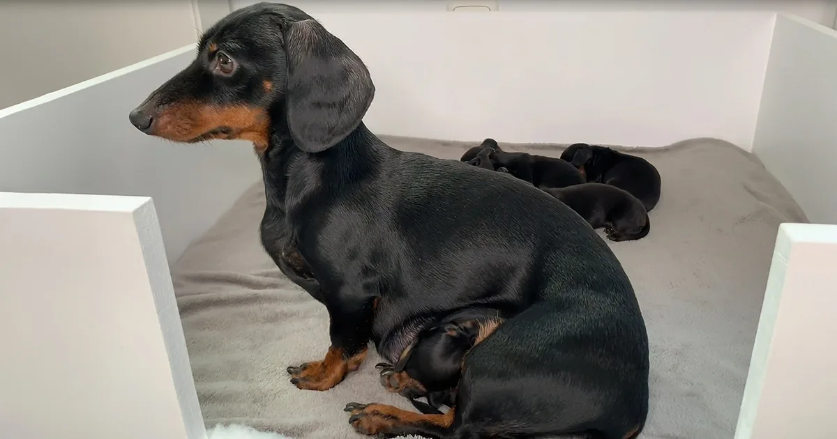 Hearts Melt Over 11-Day-Old Dachshund Puppies Cuddling With Mom