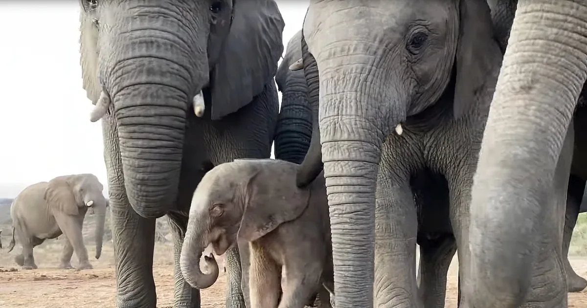 Precious Orphaned Baby Elephant Finds Security in New Herd