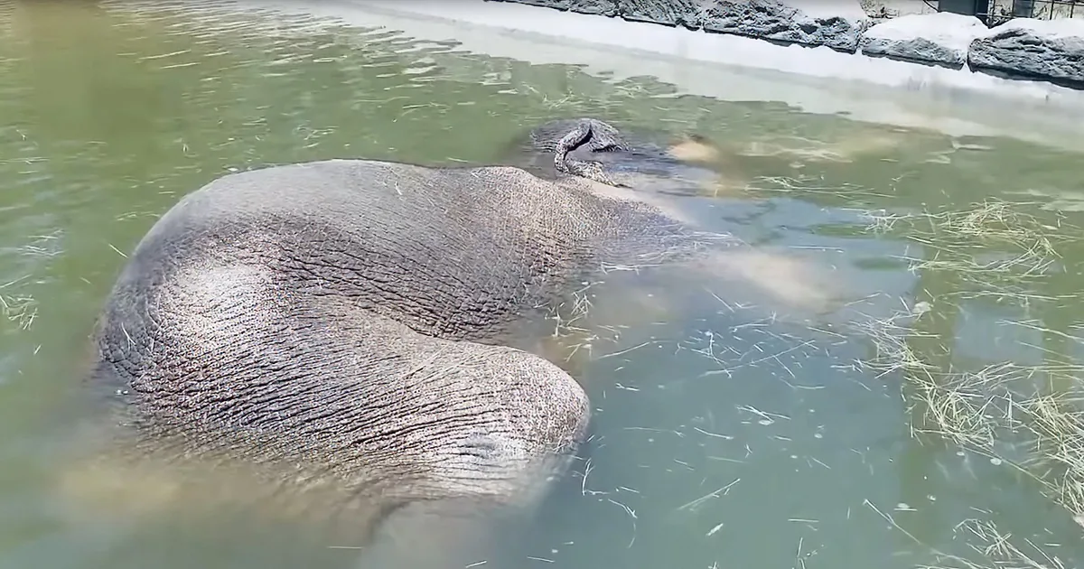 Adorable Asian Elephant Cools off With an Underwater Nap Using Trunk as Snorkel