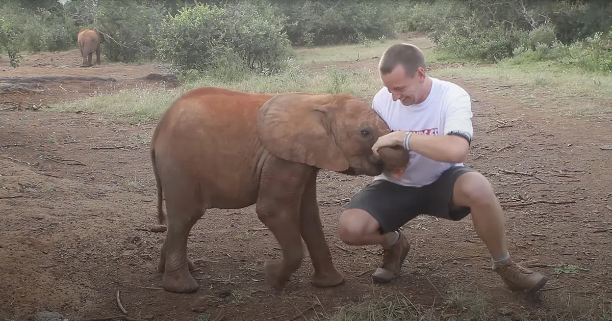 Baby Elephant Launches Adorable 'Attack' on Reporter