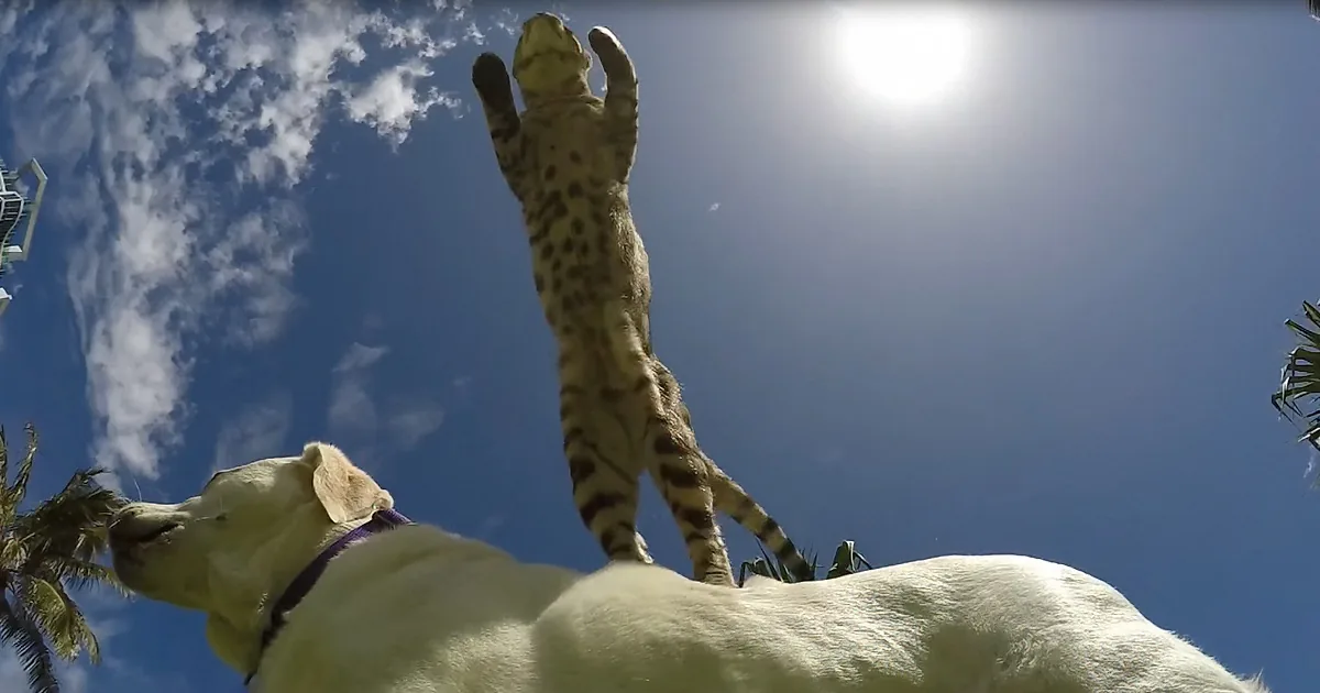 Exotic Bengal Cat 'Boomer' Leaps Over Tall Dog in a Single Bound