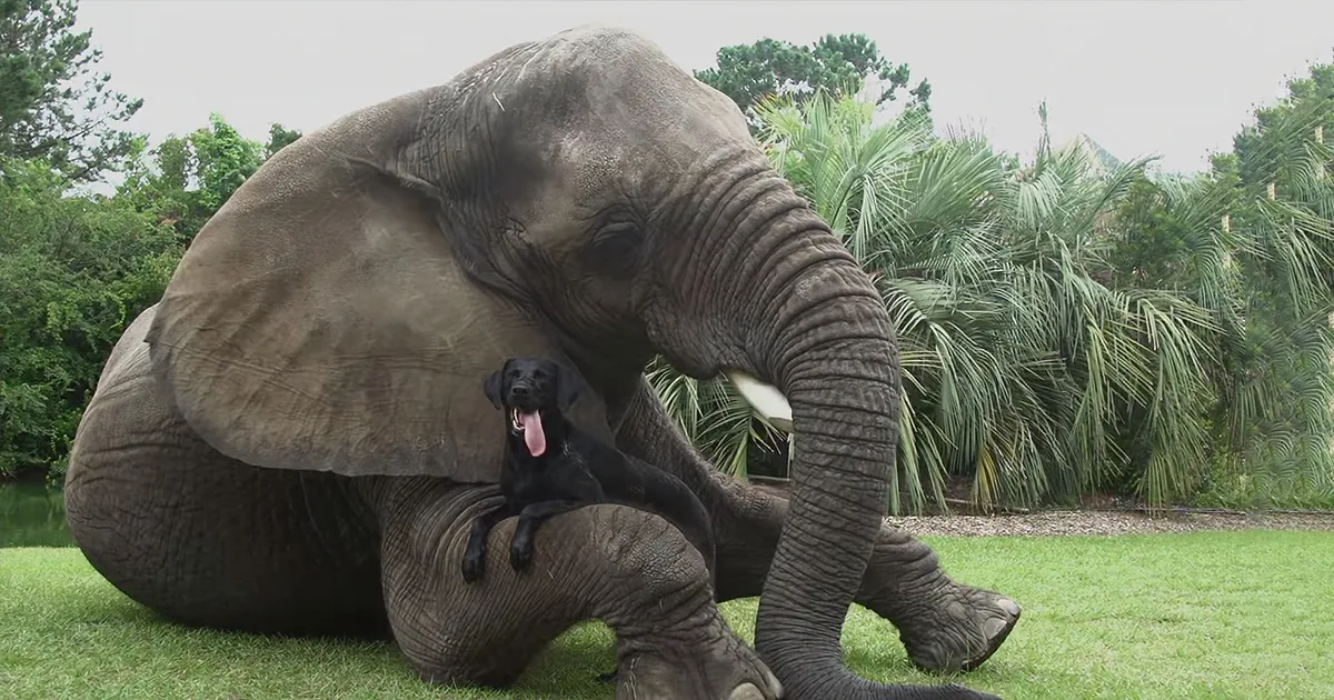 Rescued Elephant and Abandoned Black Lab Become Inseparable Best Buds