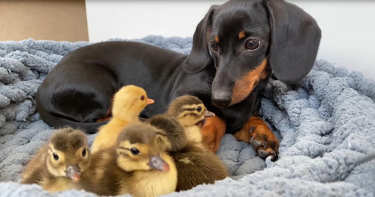 Mama Dachshund Can't Get Enough of 5 Lovable Baby Ducklings
