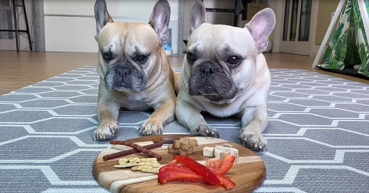 Two French Bulldogs lie on a patterned rug, gazing at a wooden board with dog treats and vegetables.