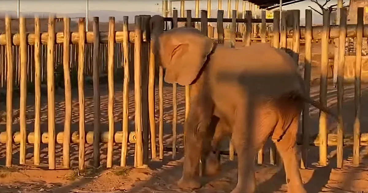 Baby Elephant With High Iq Shows off Impressive Skills
