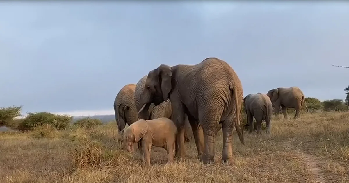 Without Mama, Orphaned Baby Elephants Risk Everything to Be Loved