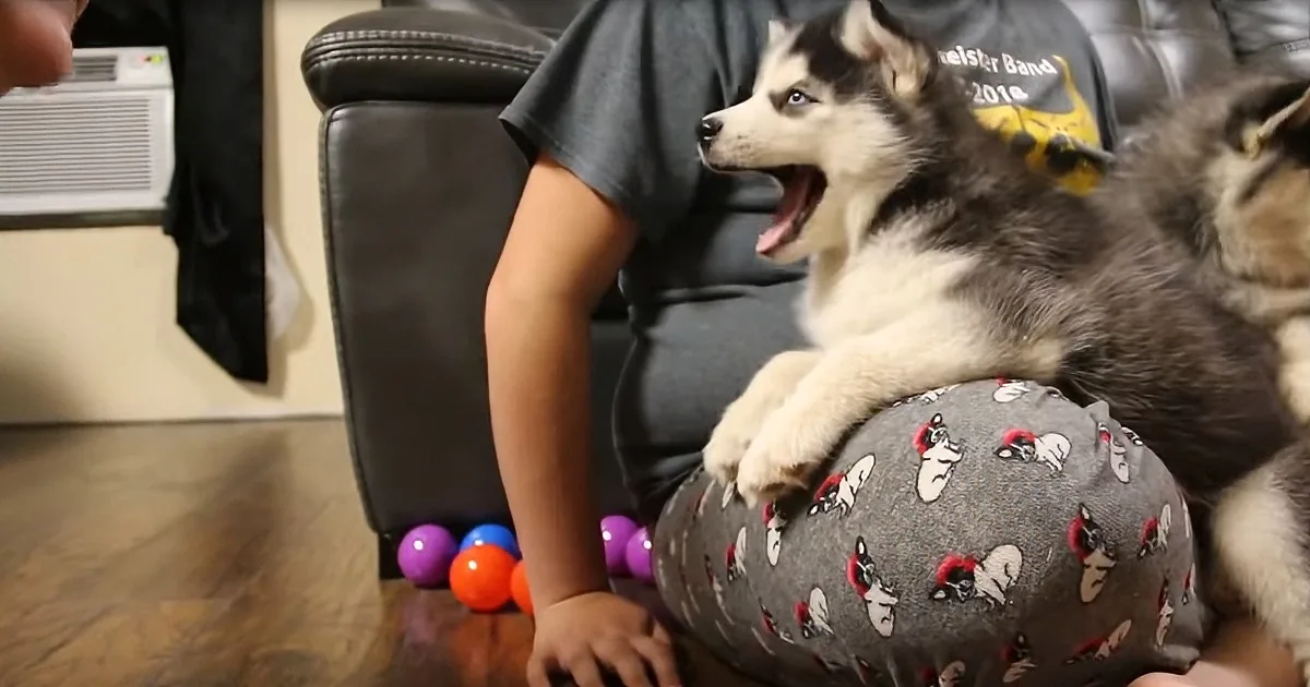 Husky Puppy Has Heartfelt Conversation With Mom About Bath Time