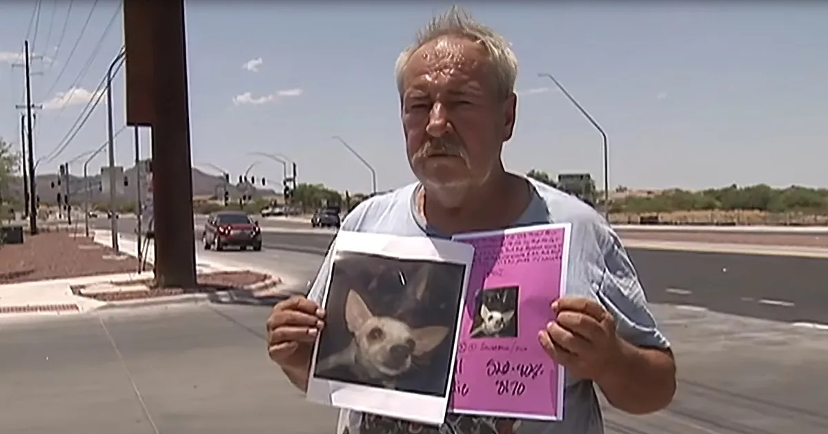 Desperate Pet Owner Offers His Home as a Reward for Finding His Lost Chihuahua