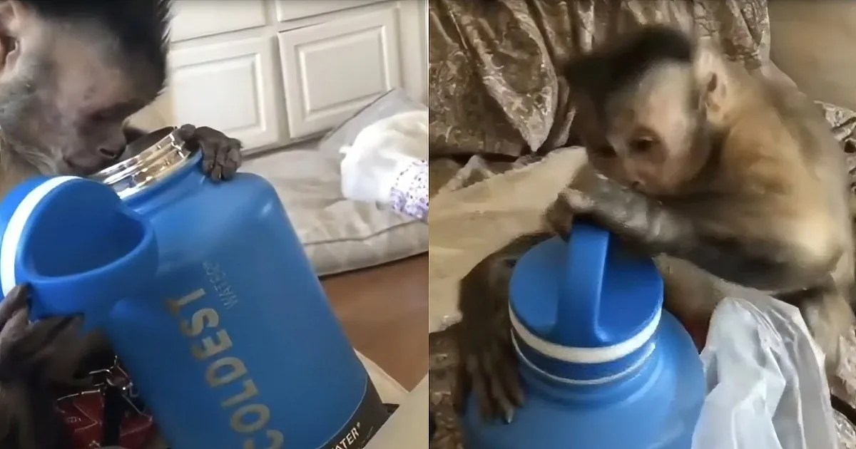 A Curious Little Monkey Named George Unboxes His New Gift