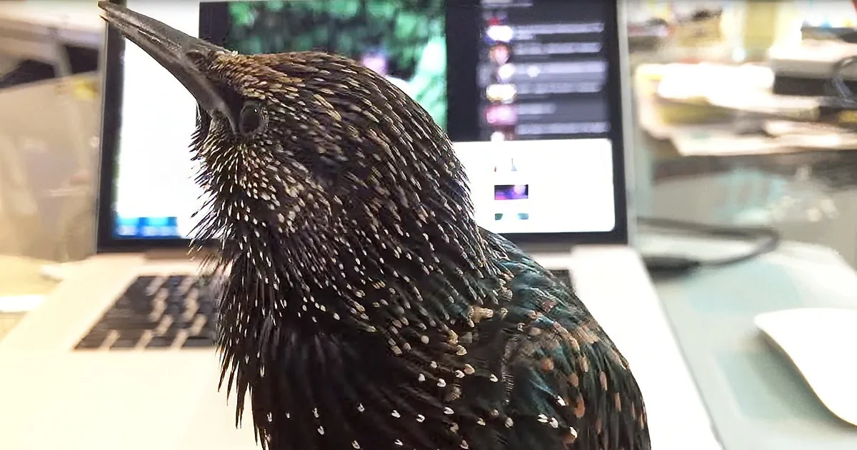 Talking Starling Caught Giving the Camera Kisses