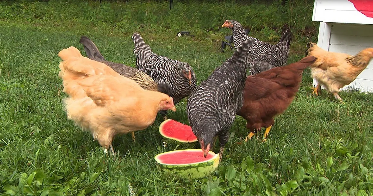 Pet Chickens Are Here to Stay and They're Nothing to 'Baaawk!' About