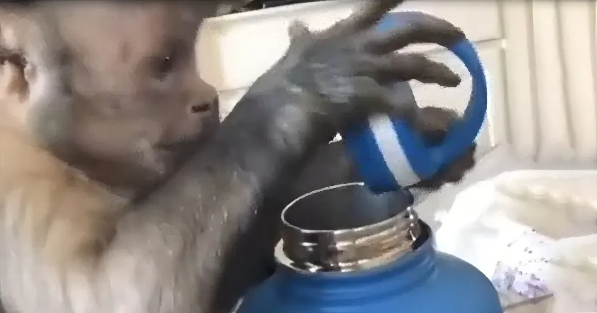 Adorably-Curious Monkey Named George Goes Bananas for His New Gift