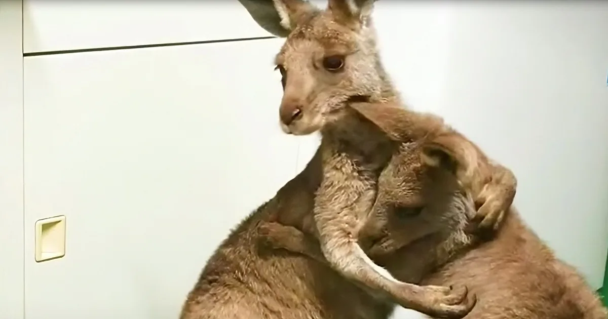 Energetic Family of Rescue Kangaroos Play Like Silly Toddlers