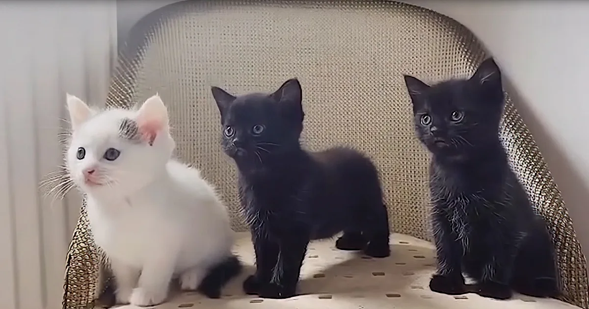 Cat Surprises Foster Mom With Litter of Sweet Kittens