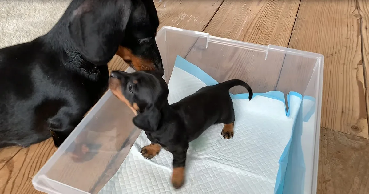 Irresistibly Cute 25-Day-Old Dachshund Puppies Offer Us a Glimpse Into Their Day
