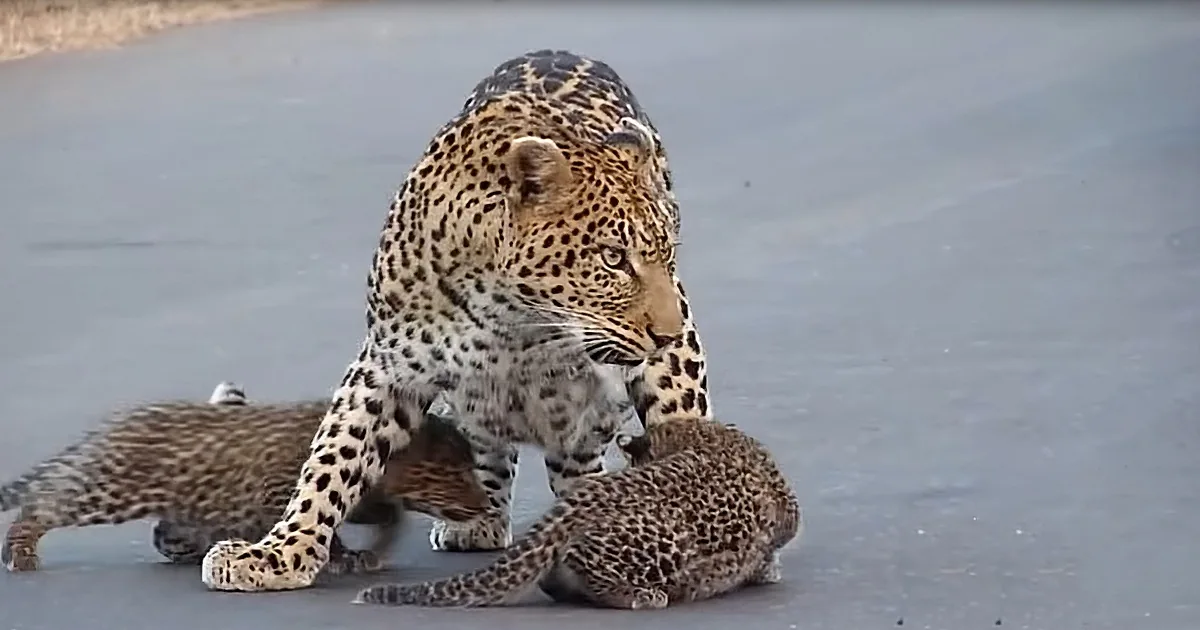 Exasperated Mother Leopard Tries Teaching Her Cubs How to Cross the Road Safely