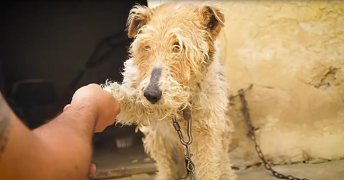 Helpless Dog Is Chained to a Wall for Years Until Freed by Kindhearted Rescuer
