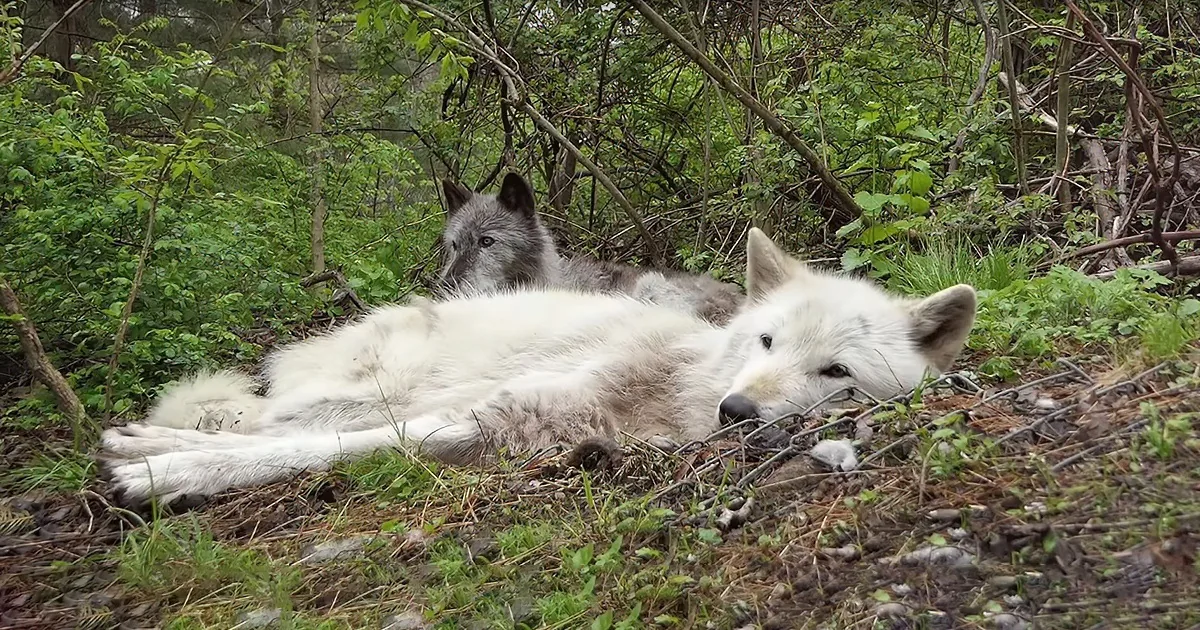 Lazy Gray Wolves Can't Be Bothered to Stand and Howl While Half Asleep