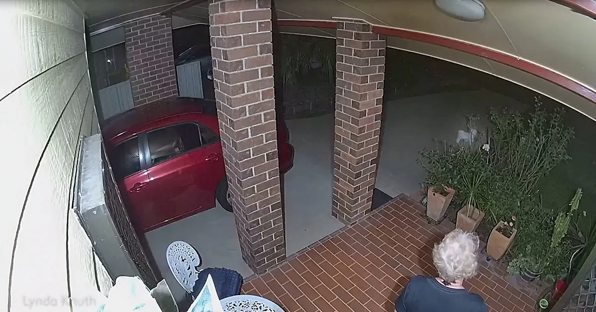 Frightened Criminals Tuck Their Tails and Run When This Pint-Sized Pup Chases Them Away