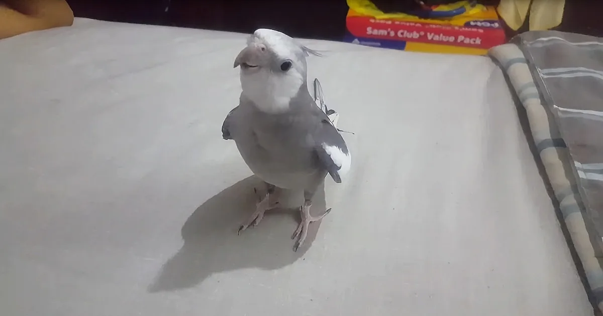 Does This Cockatiel Really Whistle the Imperial March or Is It a Jedi Mind Trick?