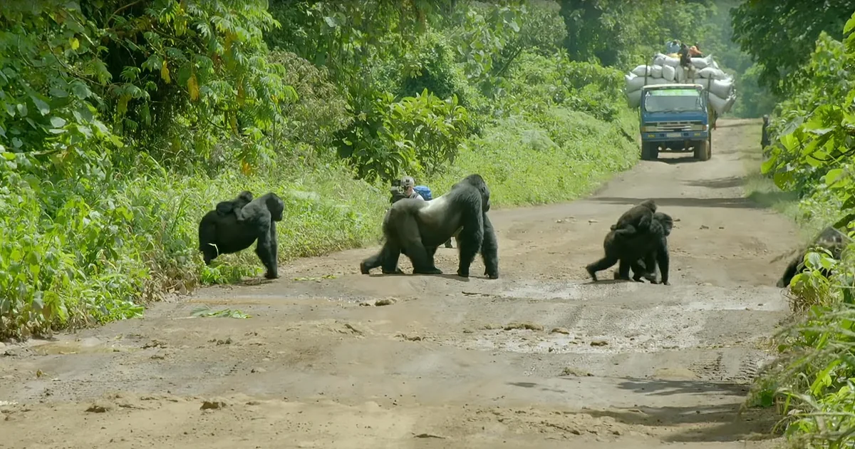 Big Daddy Gorilla Protects His Entire Family as They Cross a Busy Street