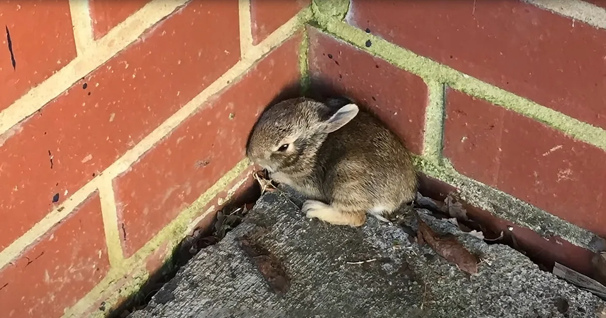 Abandoned Baby Rabbit Gets Inspiring Second Chance Thanks to Soul-Stirring Rescue