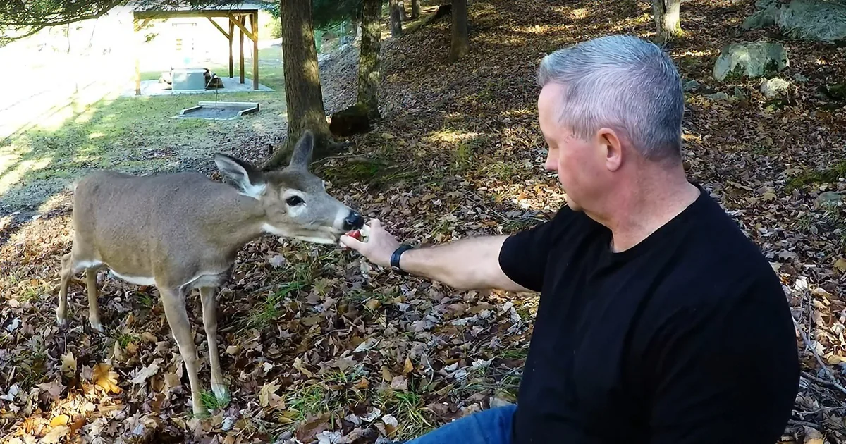 Free-Spirited Deer Herd Loves Snacking on Tasty Apples
