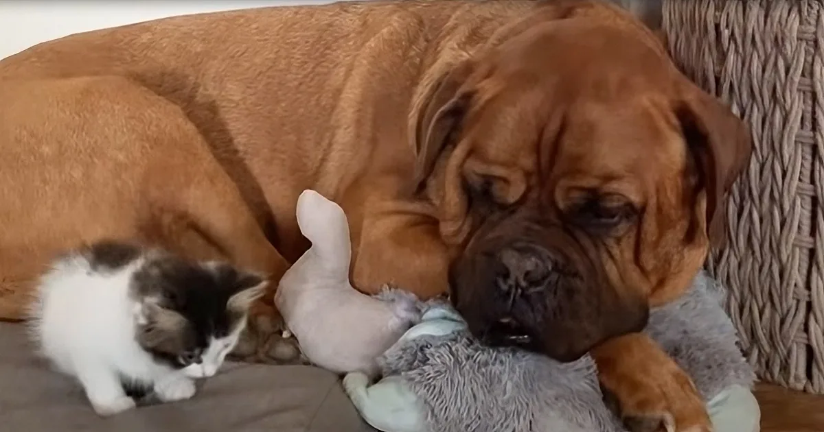 Tiny Adopted Kitten Can't Get Enough of Her Gentle 135-Pound Mastiff Brother