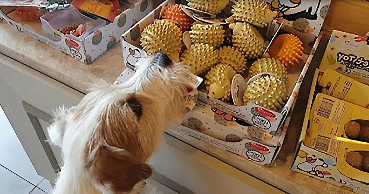 Cheeky Puppy Tries Convincing His Owner to Buy All the Toys in Pet Store