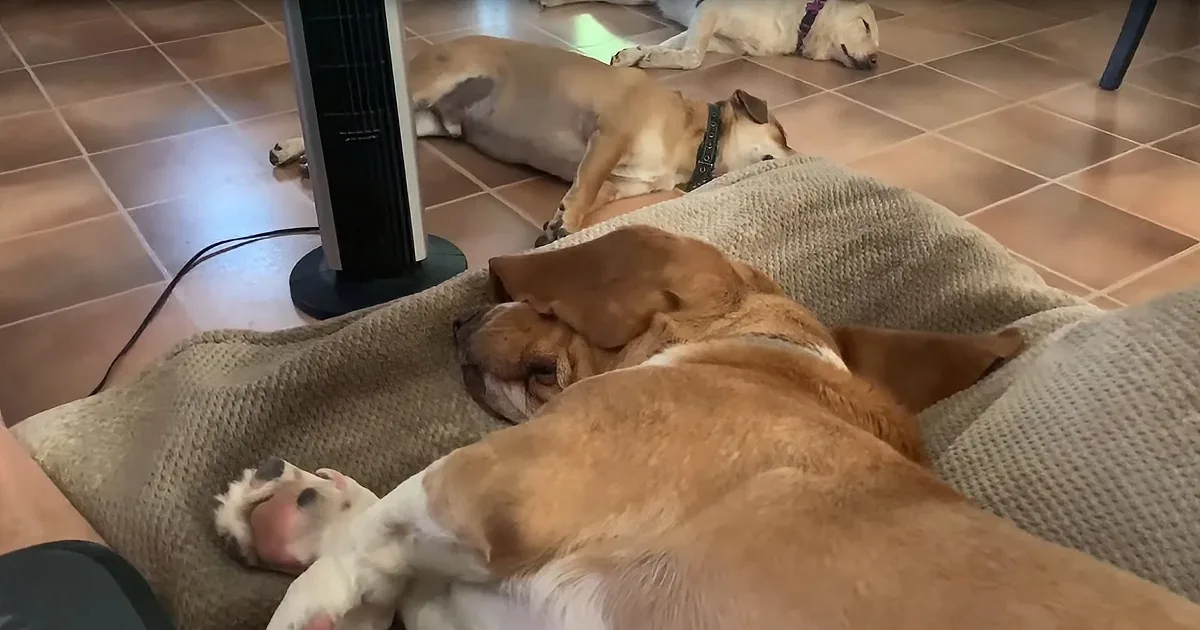 Sleeping Dogs Have Jaw-Dropping Reaction When Their Dad Whispers 'Squirrel'
