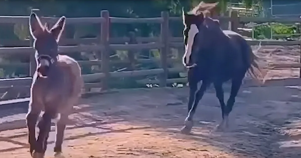 Darling Little Donkey and Rescued Horse's Unlikely Friendship Inspires Animal Lovers Everywhere