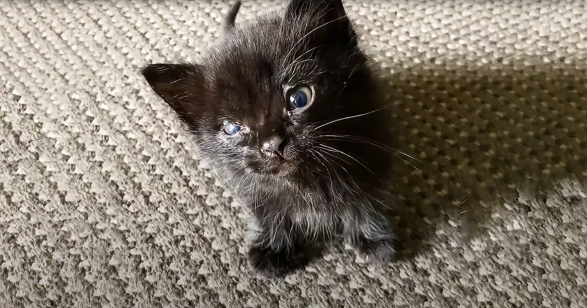 Abandoned Kitten Goes on Trip of a Lifetime After Being Rescued by Tourists