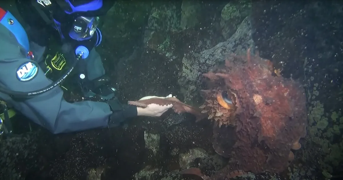 Scuba Diver Experiences Other-Wordly Interaction With Giant Pacific Octopus