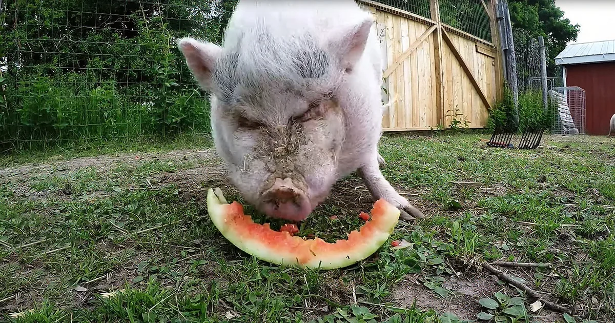 Rescued Pig Beams With Joy When He's Given a Juicy Watermelon