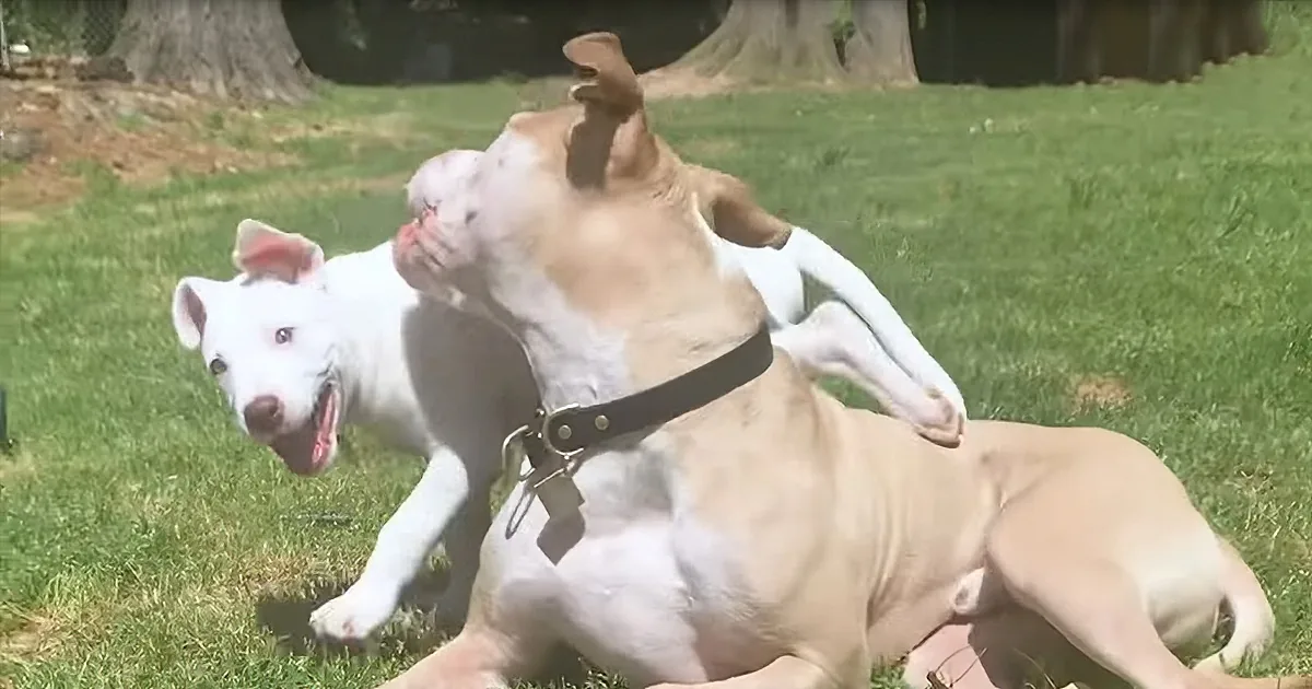 Adult Pit Bull Forms Touching Bond With Foster Puppy by Teaching Him How to Walk on Leash