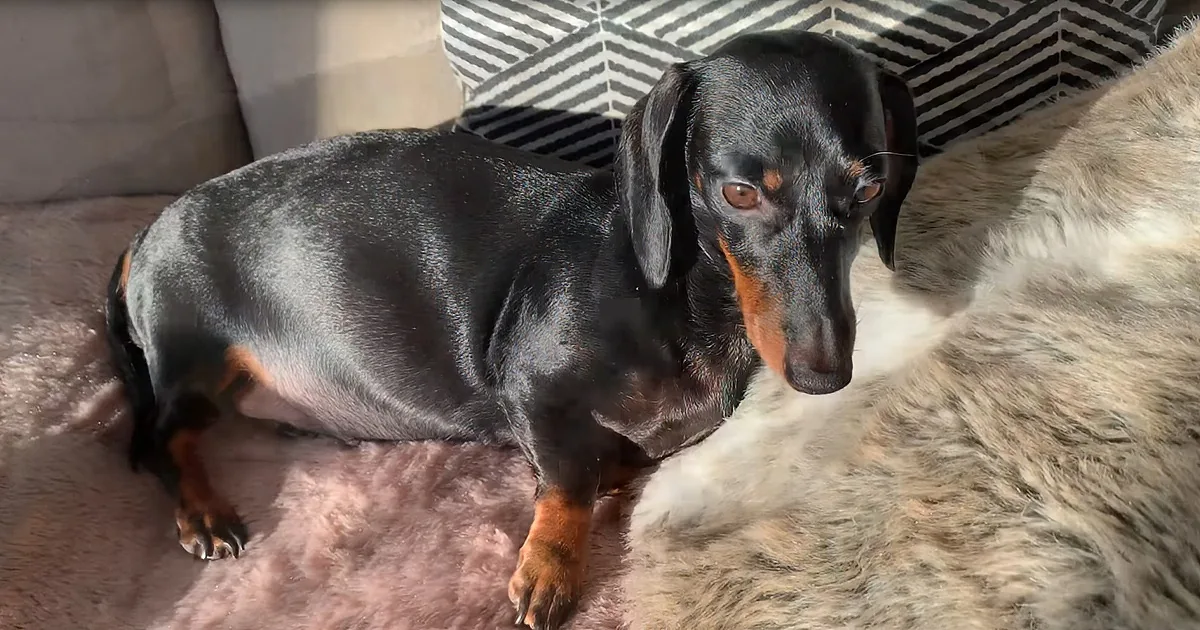 Delightful Dachshund Is About to Deliver Her Litter of Puppies at Any Moment