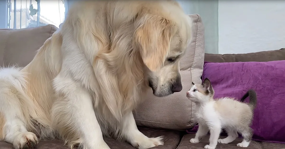 Fluffy Golden Retriever and Adorable Kitten Play Together for the First Time