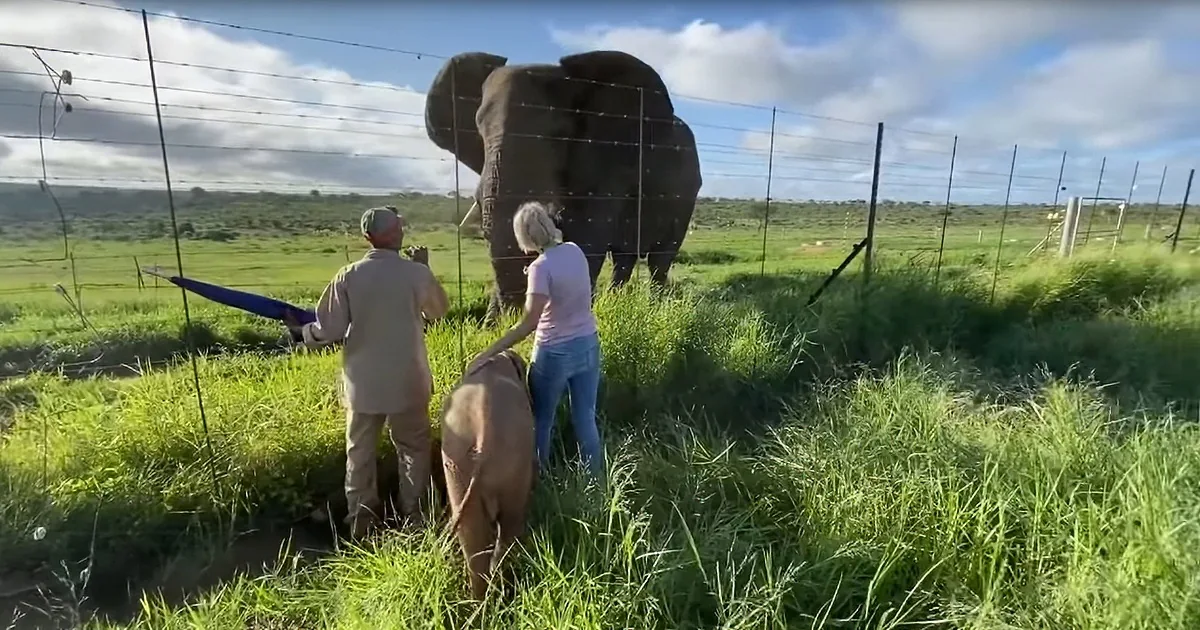 Orphaned Baby Elephant Was Destined to Meet This Bull Elephant One Day