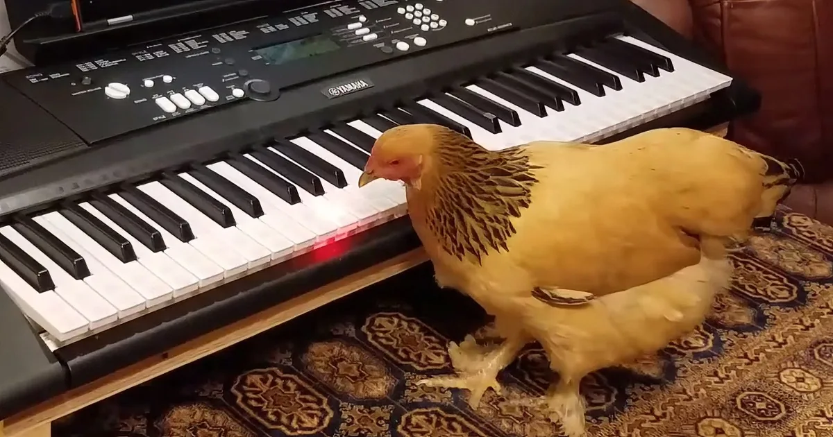 A yellow chicken stands on a patterned rug next to a Yamaha keyboard with its feet on the keys.