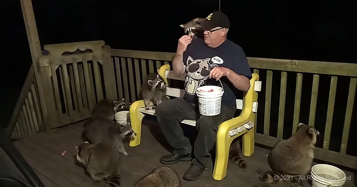 17 Raccoons Visit Former Canadian Police Officer's Porch for Delicious Snack
