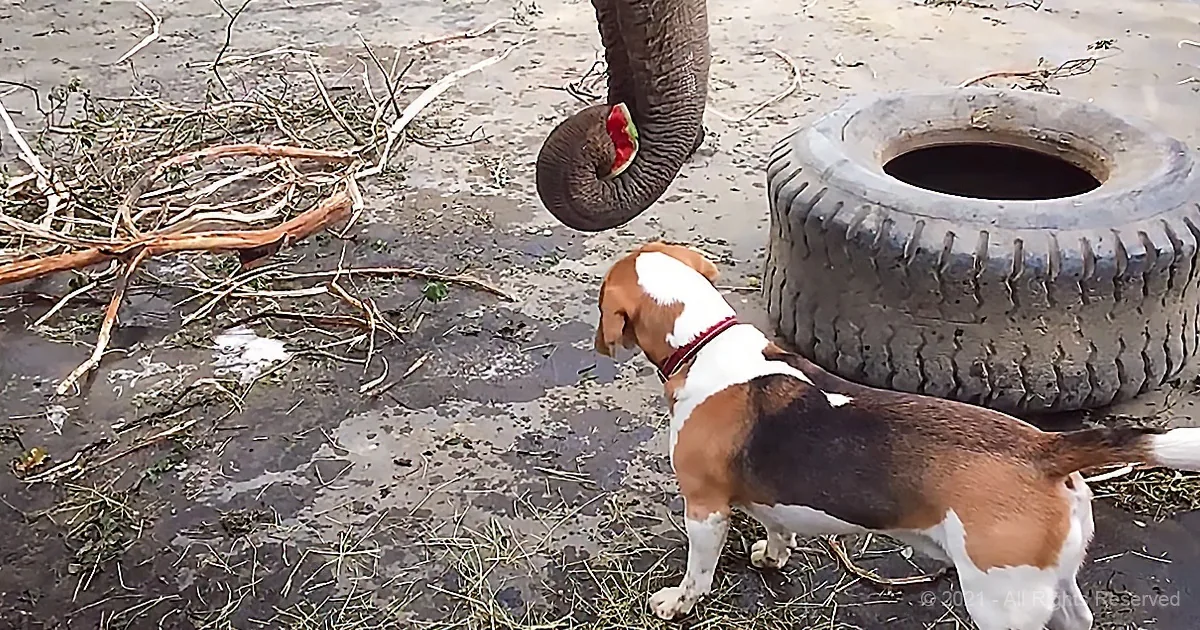 Curious Dog Joins Giddy Elephant for Watermelon Snack