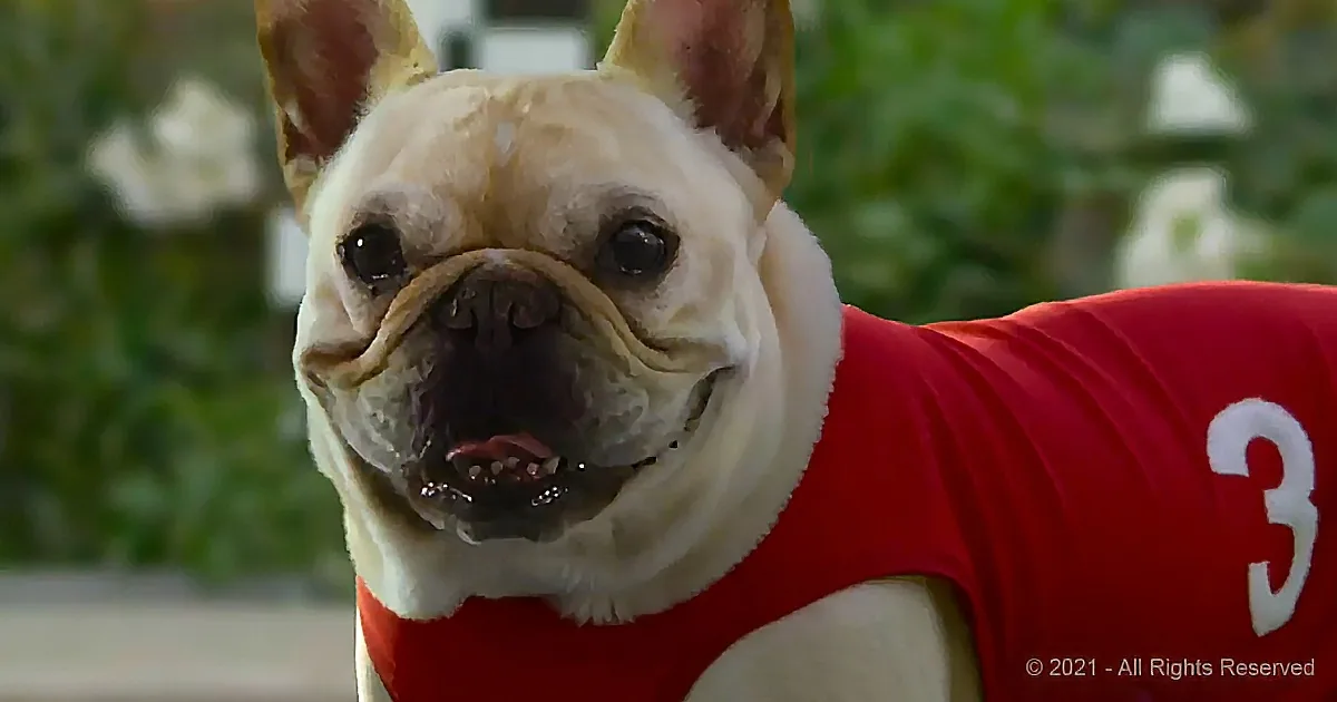Athletic Bulldog Saves the Day in Hilarious Super Bowl Commercial