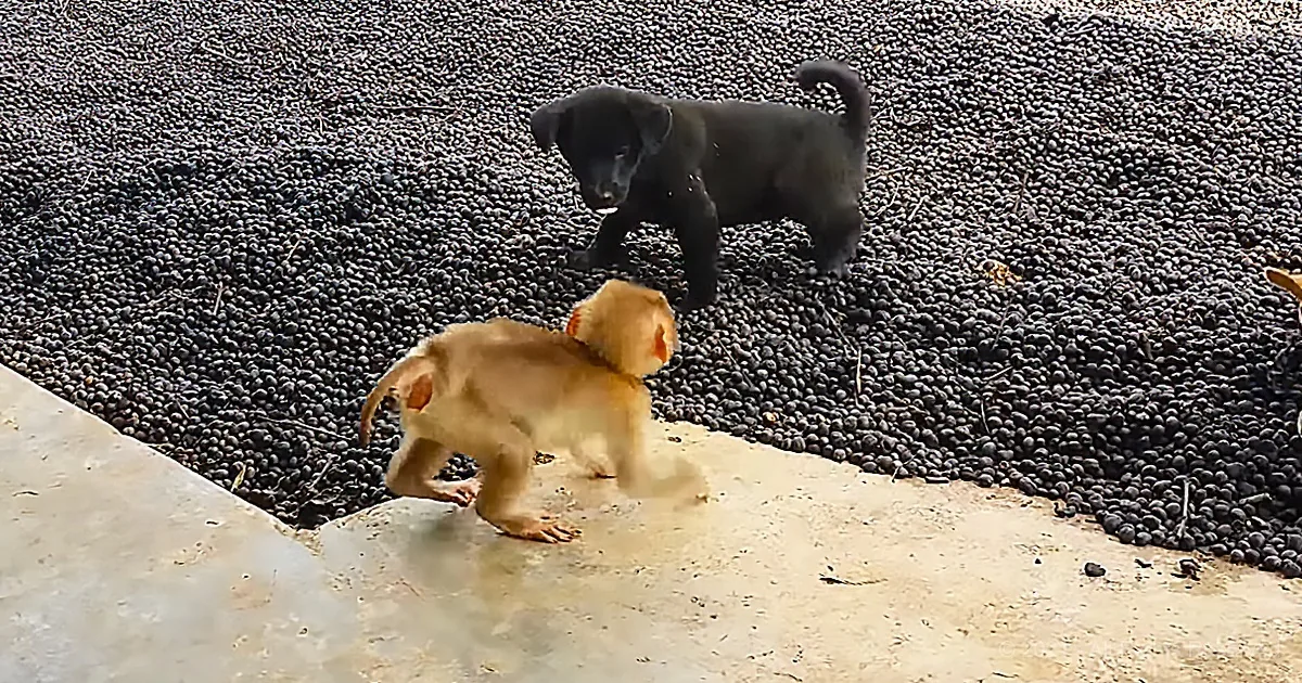 A light brown puppy stands on a concrete surface, facing a black puppy in a bed of dark, round objects.
