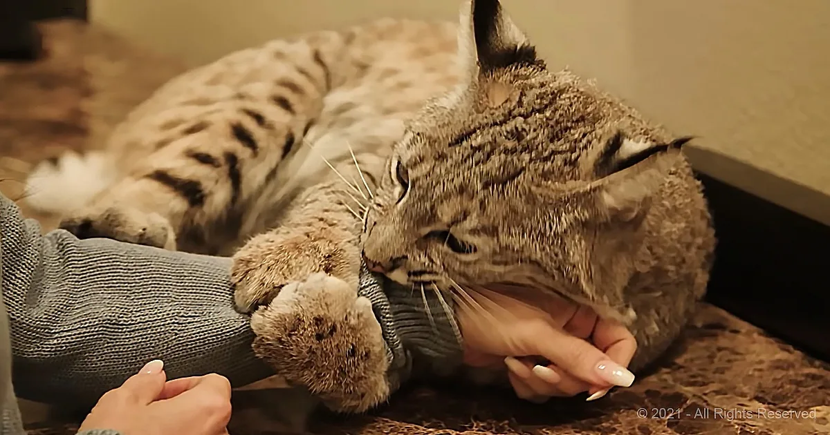 Texas Couple Shares Home With Two Wild Bobcats