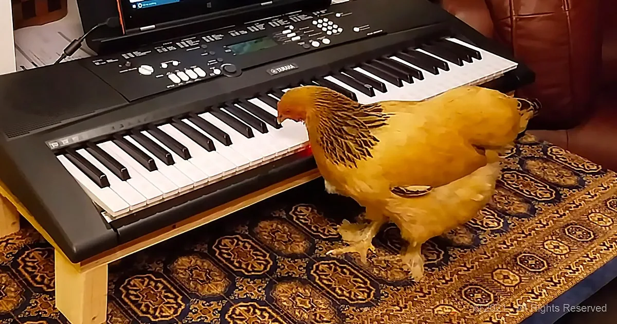 Talented Chicken Pecks the Tune of 'Twinkle, Twinkle, Little Star' on Her Piano