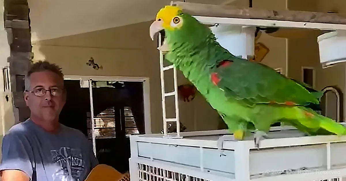 Talented Parrot Sings Beautifully When Dad Plays Guitar Riff